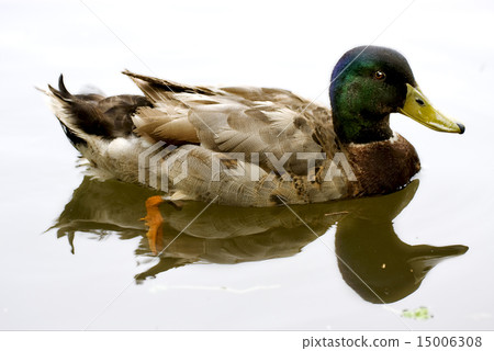 white lake brown duck 15006308
