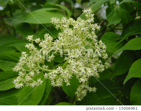 接骨木花 15006961