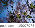 Cherry Blossoms   15007078