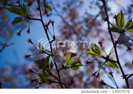 Cherry Blossoms Cherry Blossoms 15007078