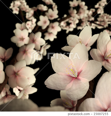CG的櫻花 CG的櫻花 15007255