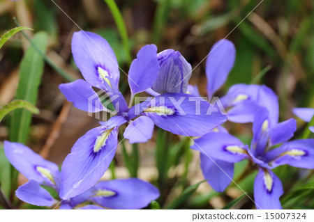 Ehime iris flower Ehime iris flower 15007324