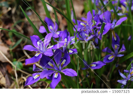 Ehime iris flower 15007325