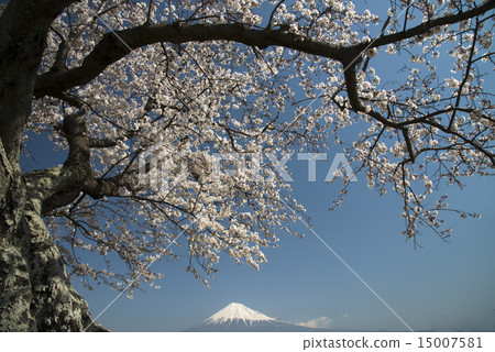 富士市，Karijune Laze的櫻花（Karikanezutsumi先生）和富士山8 15007581