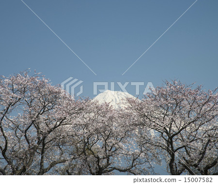 Mt. Fuji, Cherry blossoms of Karigane Laze (Karikanezutsumi) and Mt. Fuji 9 Mt. Fuji, Cherry blossoms of Karigane Laze (Karikanezutsumi) and Mt. Fuji 9 15007582