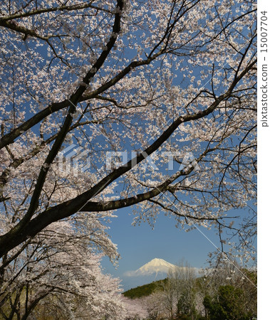 富士山本和富士山的櫻花 富士山本和富士山的櫻花 15007704
