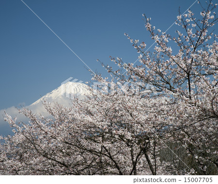 富士山本和富士山的櫻花 富士山本和富士山的櫻花 15007705