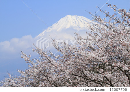 富士山本和富士山的櫻花 富士山本和富士山的櫻花 15007706