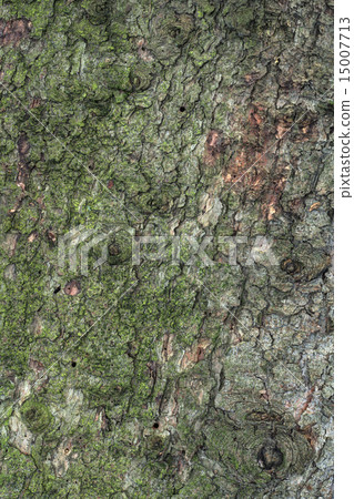 Pine Tree Texture Pine Tree Texture 15007713