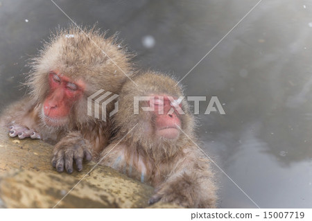 A good friend of hot spring Osaru of the monkey enjoying a hot spring A good friend of hot spring Osaru of the monkey enjoying a hot spring 15007719