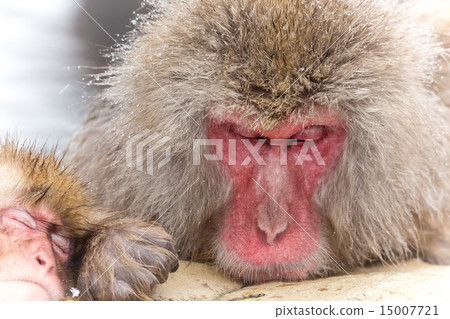 大阪享受溫泉的溫泉猴子 大阪享受溫泉的溫泉猴子 15007721