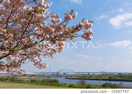 Arakawa Tsutsumi五色櫻花·Hanakasakura和東京天空樹 Arakawa Tsutsumi五色櫻花·Hanakasakura和東京天空樹 15007747