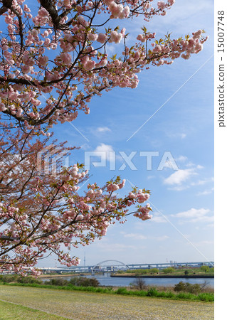 Arakawa Tsutsumi五色櫻花·Hanakasakura和東京天空樹 Arakawa Tsutsumi五色櫻花·Hanakasakura和東京天空樹 15007748