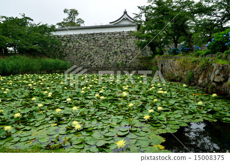 Water lily and hydrangea of Fukuoka castle ruins 15008375