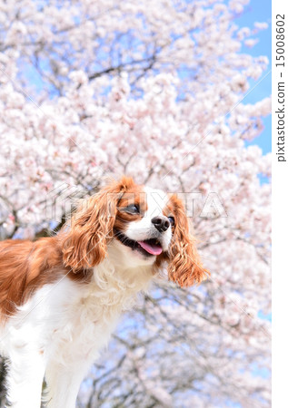 It's in full bloom♪ 15008602