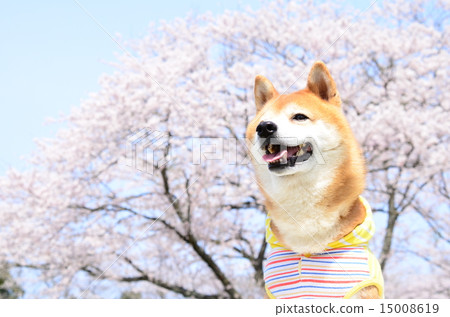 It's in full bloom♪ It's in full bloom♪ 15008619