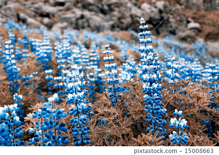 Blue flower 15008663