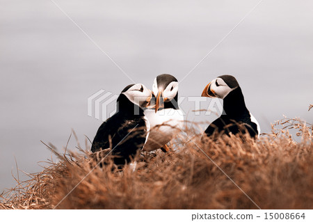 Puffins Puffins 15008664