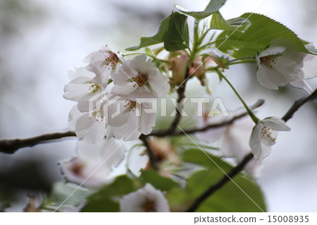Uplift cherry blossoms Uplift cherry blossoms 15008935