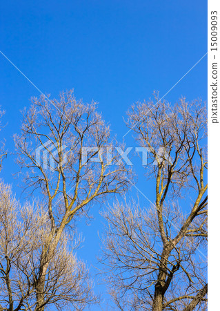 Bare branches of a tree against blue sky 15009093