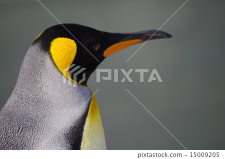 Crow Penguin 15009205