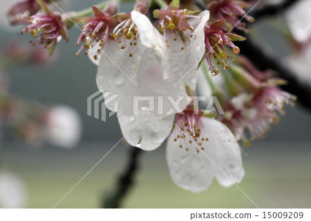 Cherry Blossoms Cherry Blossoms 15009209