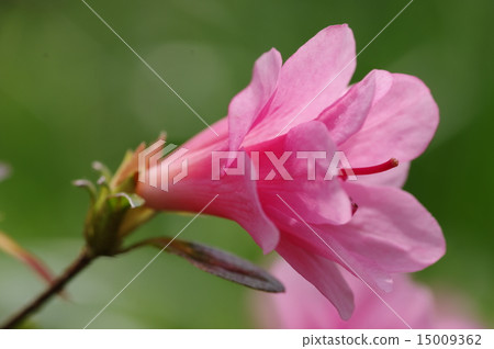 Kurume azalea flowers 15009362