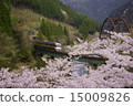 Chasing Spring ~ JR Takayama Main Line ~ 15009826