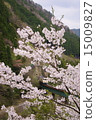 Chasing Spring ~ JR Takayama Main Line ~ 15009827