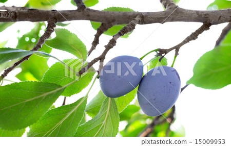 Ripe plums on the tree Ripe plums on the tree 15009953
