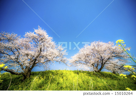 Cherry Blossoms	 15010264