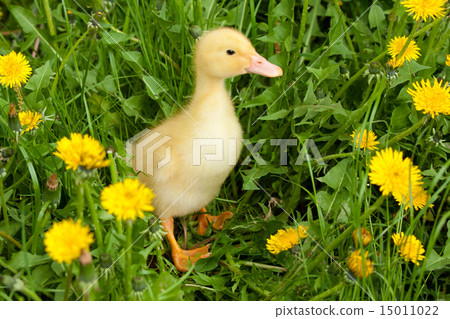 Small duckling 15011022