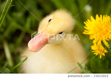 Small duckling 15011023