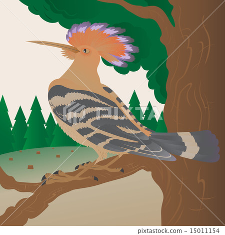 Hoopoe on the forest background 15011154