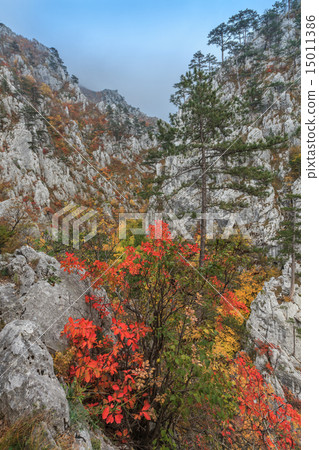 Tasnei Gorge, Romania 15011386