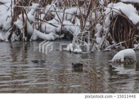 European Otter (Lutra lutra) European Otter (Lutra lutra) 15011448