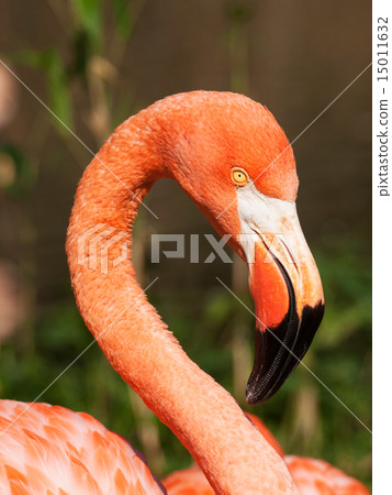 Caribbean flamingp 15011632