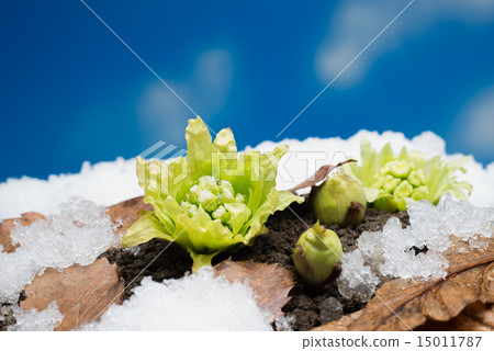 Flower blossoms Flower blossoms 15011787