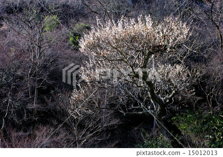 在湯河原的春天山中秘密地開花 15012013