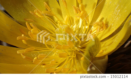 Fukushuge macro 15012114