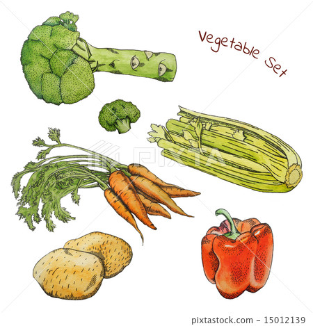 Watercolor vegetable sketches set with ink contour Watercolor vegetable sketches set with ink contour 15012139
