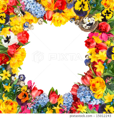 Easter eggs with tulips, narcissus, pansy blossoms 15012243