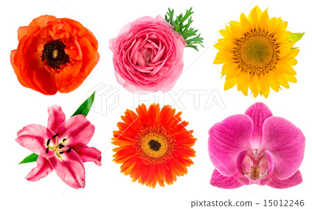 Single flower heads. Lily, orchid, sunflower 15012246