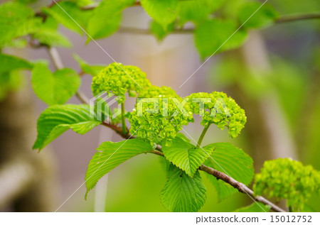 Odemari Odemari 15012752