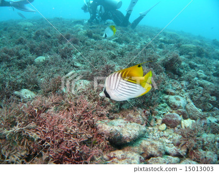 Saipan's rocky rocky seabed and spiny butterfly 15013003