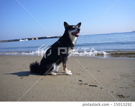 Sitting on the beach Sitting on the beach 15013292