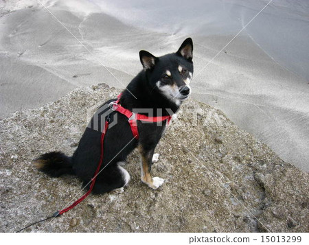 看著Kuroshiba 15013299
