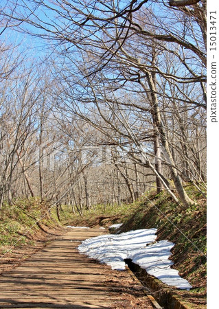 Forest road of early spring 15013471