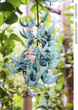 Honeysuckle 15013584