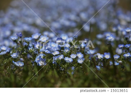 Nemophila Nemophila 15013651